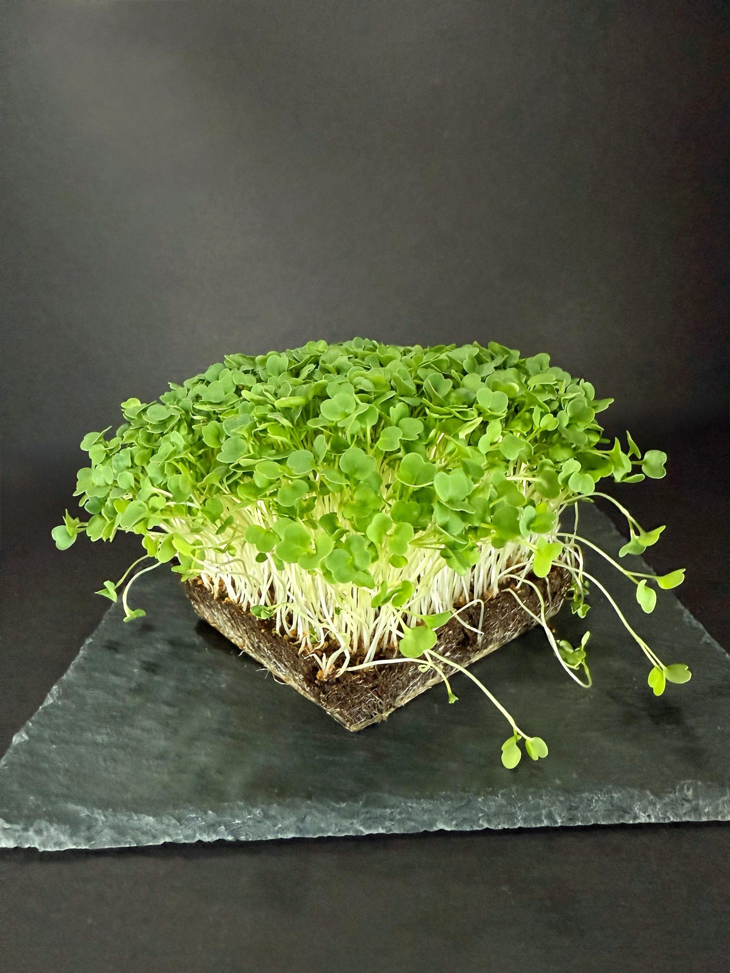 Arugula