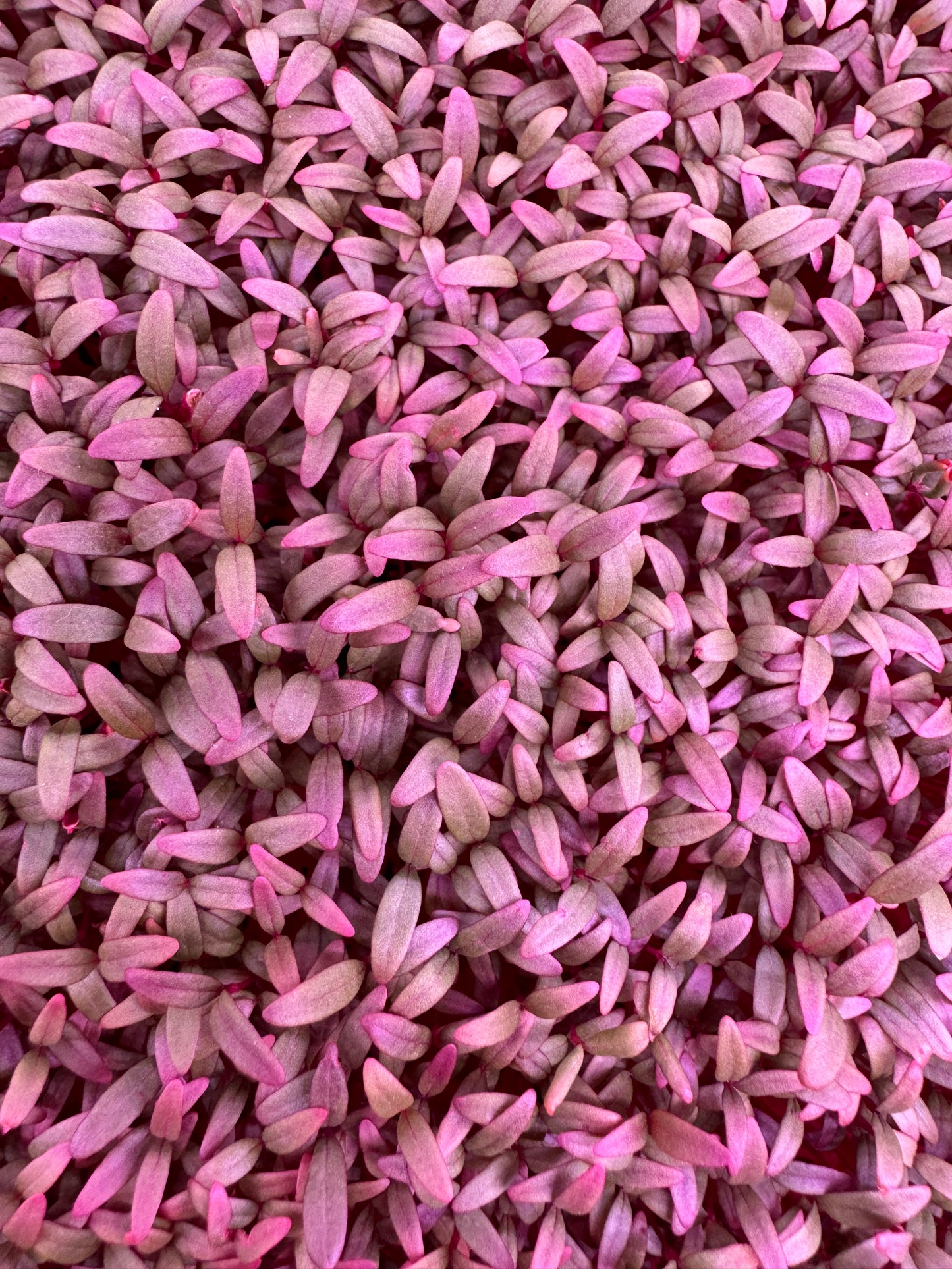 Red Amaranth BFM PRE-ORDER 10/18/25