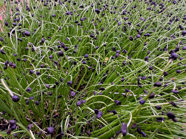 Sweet Onion BFM PRE-ORDER 10/18/25
