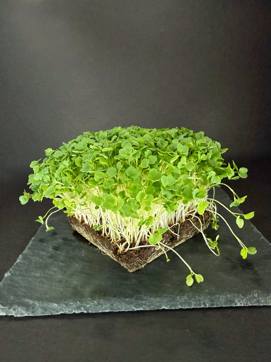 Arugula