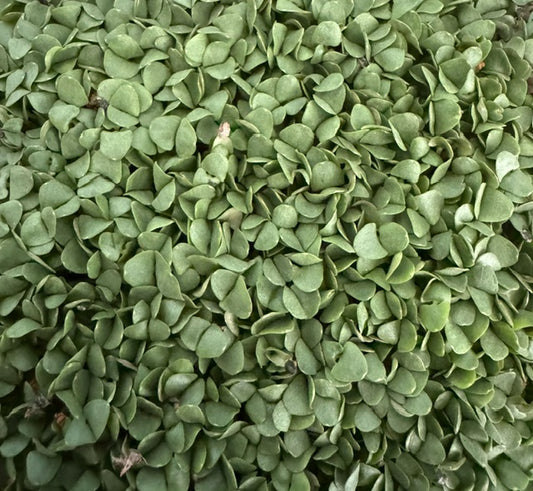 Genovese Basil