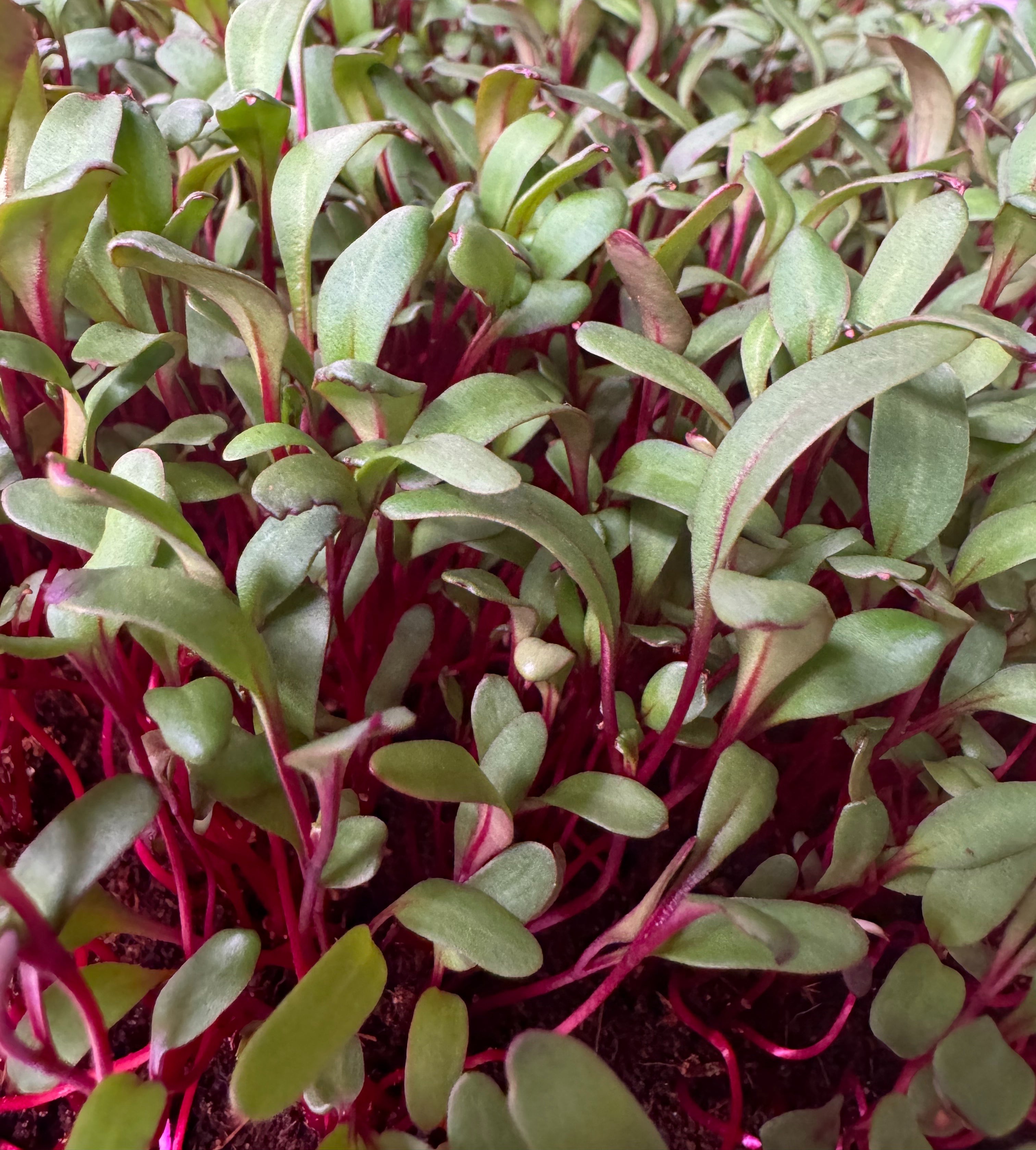 Dark Red Beets – Kirbys Microgreens LLC