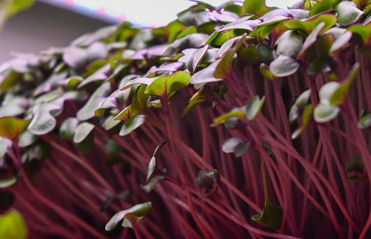 Red Cabbage