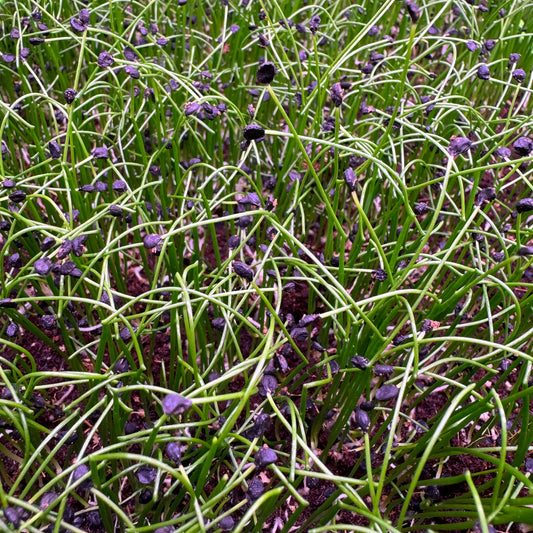 Garlic Chives