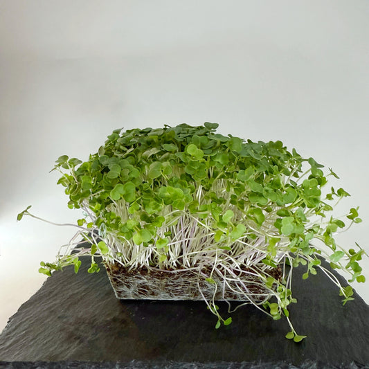 Kale