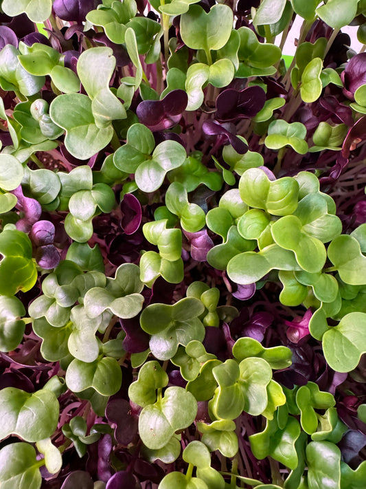 Radish Blend