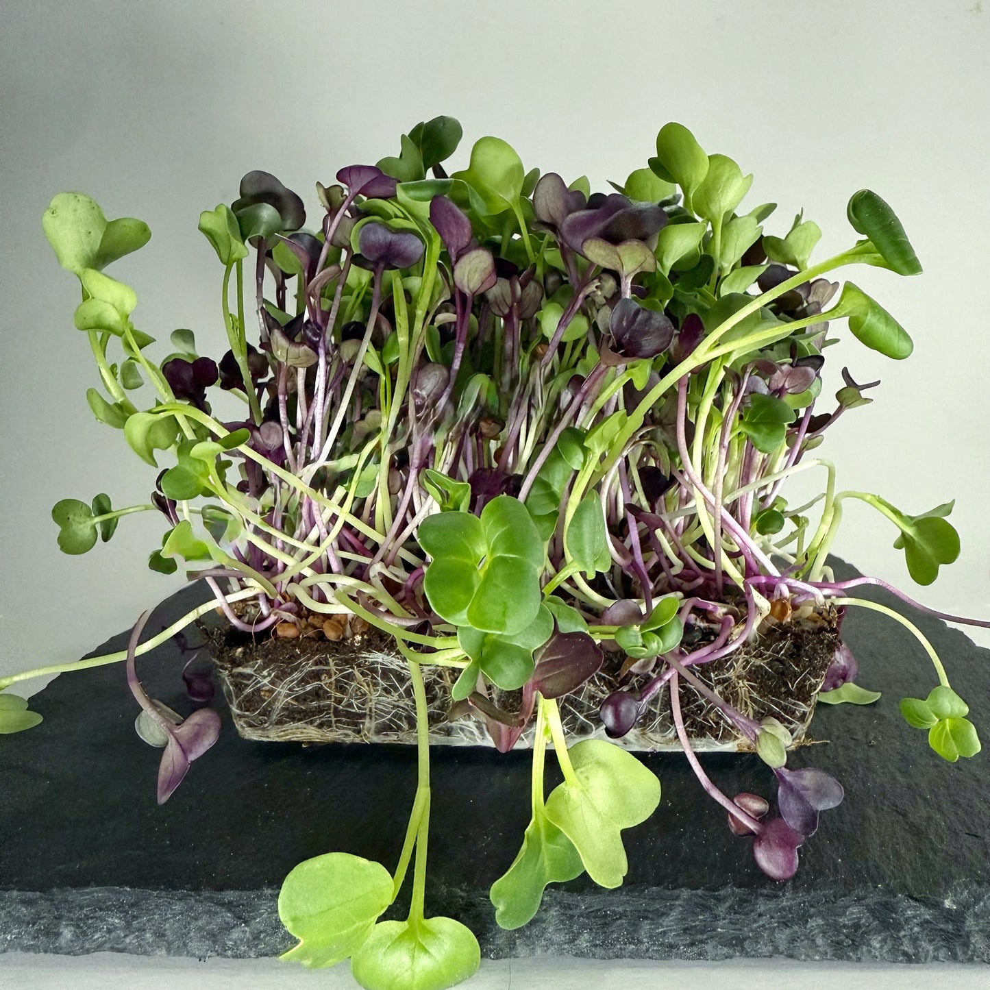 Radish Blend