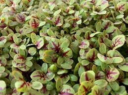 Red Veined Sorrel