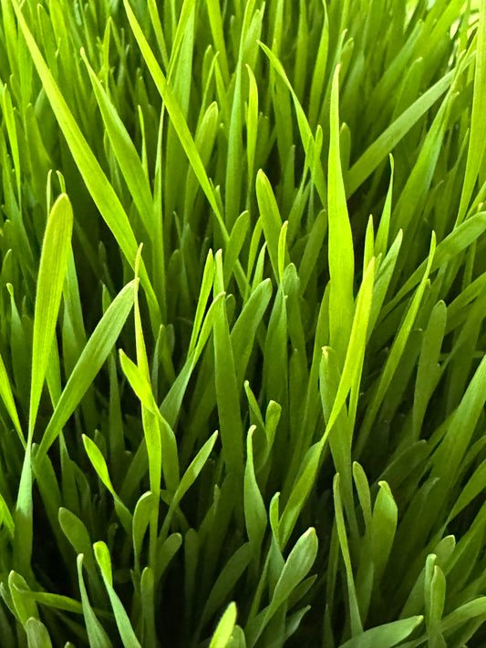 Wheatgrass Microgreen