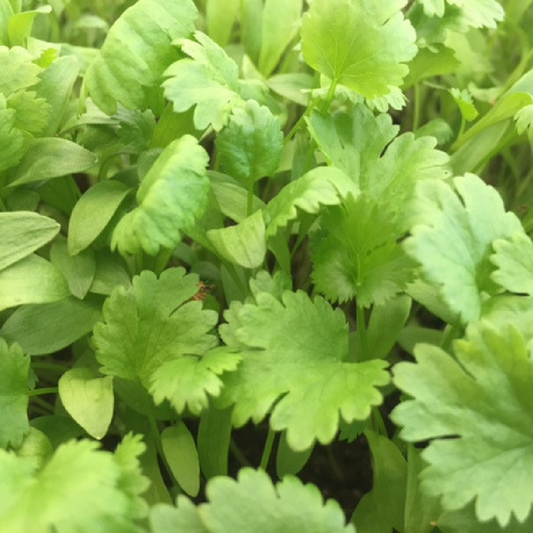 Cilantro 1oz