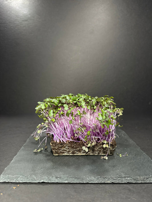 Red Cabbage