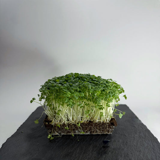 Wasabi BFM PRE-ORDER