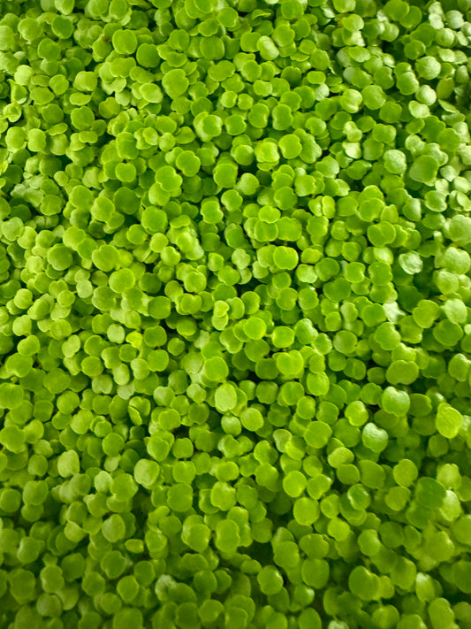 Watercress