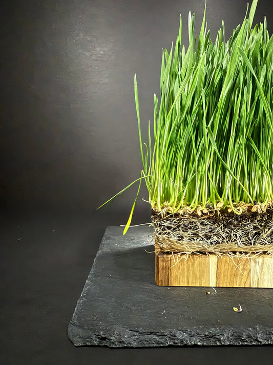 Wheat grass