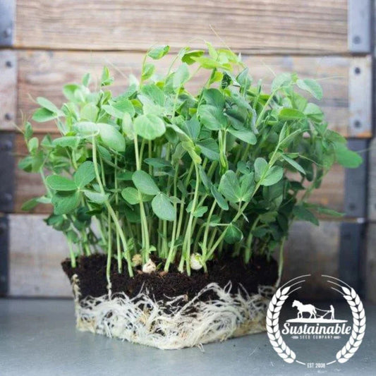 Sugar Peas BFM PRE-ORDER 9/27/25